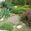 dendrariy