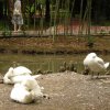 lebedi