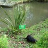 nutria