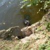 nutria2