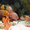 oceanarium-riviera1
