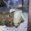 oceanarium-riviera10
