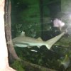 oceanarium-riviera13