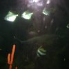 oceanarium-riviera14
