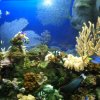oceanarium-riviera15
