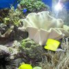 oceanarium-riviera16
