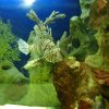 oceanarium-riviera18