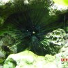oceanarium-riviera2