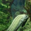 oceanarium-riviera25