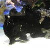 oceanarium-riviera27