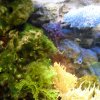 oceanarium-riviera29