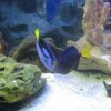oceanarium-riviera32