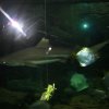 oceanarium-riviera34