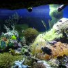 oceanarium-riviera35