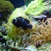 oceanarium-riviera36