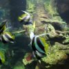 oceanarium-riviera39