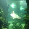 oceanarium-riviera4