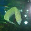 oceanarium-riviera40