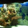 oceanarium-riviera41