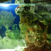 oceanarium-riviera42