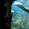 oceanarium-riviera43