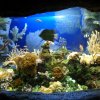 oceanarium-riviera44