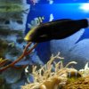 oceanarium-riviera47