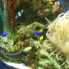 oceanarium-riviera48