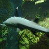 oceanarium-riviera5