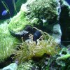 oceanarium-riviera6