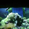 oceanarium-riviera7