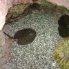 oceanarium-riviera9