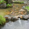 чистейшая речная вода
