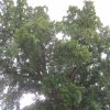 tree-site1