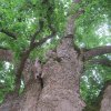 tree-site3